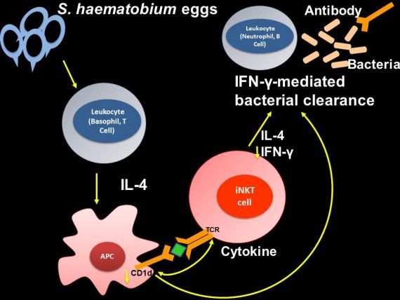 co-infection-mode