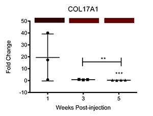 COL17A1 Chart