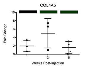 COL4A5 Chart