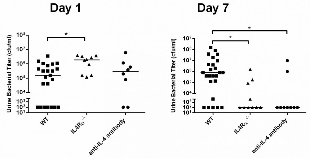 il4-neutralization-co-infection