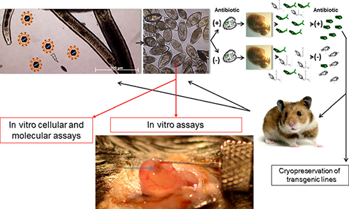 j-infect-dis-stable-transgenesis